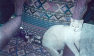  JCMT's Cats